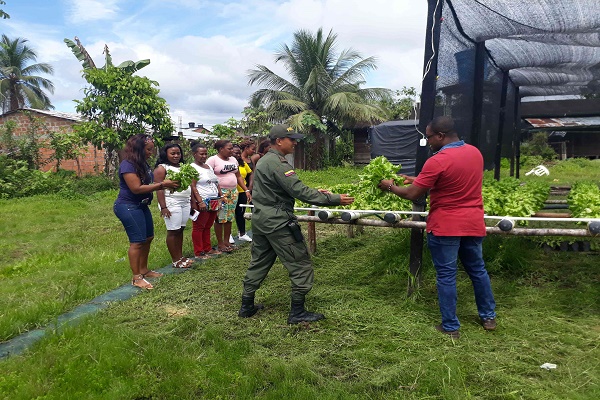 Con nueva técnica de cultivo la Policía Nacional aporta a la alimentación de la comunidad de Paimadó Con-nueva-técnica-de-cultivo-la-Policía-Nacional-aporta-a-la-alimentación-de-la-comunidad-de-Paimadó