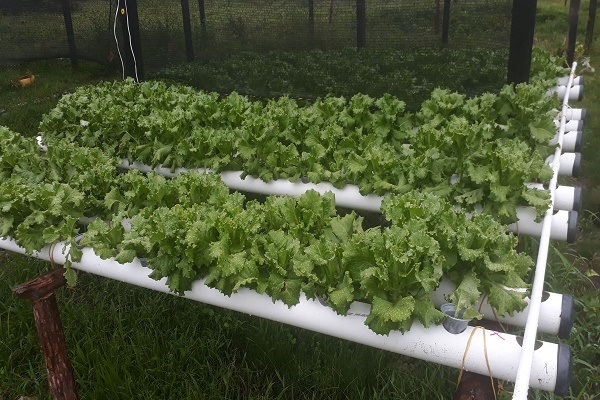 Con nueva técnica de cultivo la Policía Nacional aporta a la alimentación de la comunidad de Paimadó Con-nueva-técnica-de-cultivo-la-Policía-Nacional-aporta-a-la-alimentación-de-la-comunidad-de-Paimadó