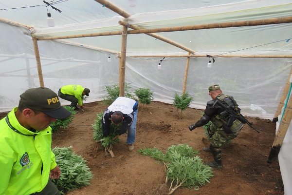 un capturado dejó el procedimiento policial  invernaderos con plantaciones de marihuana