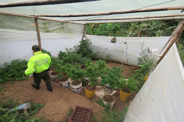 un capturado dejó el procedimiento policial  invernaderos con plantaciones de marihuana