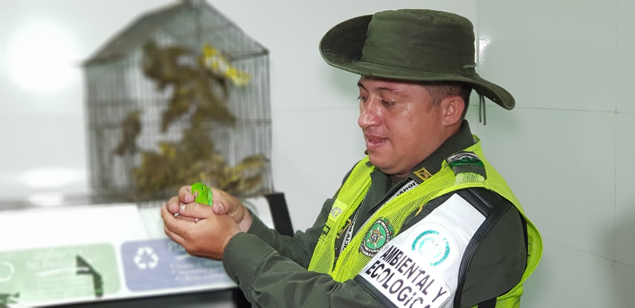 Entre-las-aves-protegidas-se-encuentran-canarios-castizos-pericos-y-cascabelitos-en-amenaza-de-extinción 