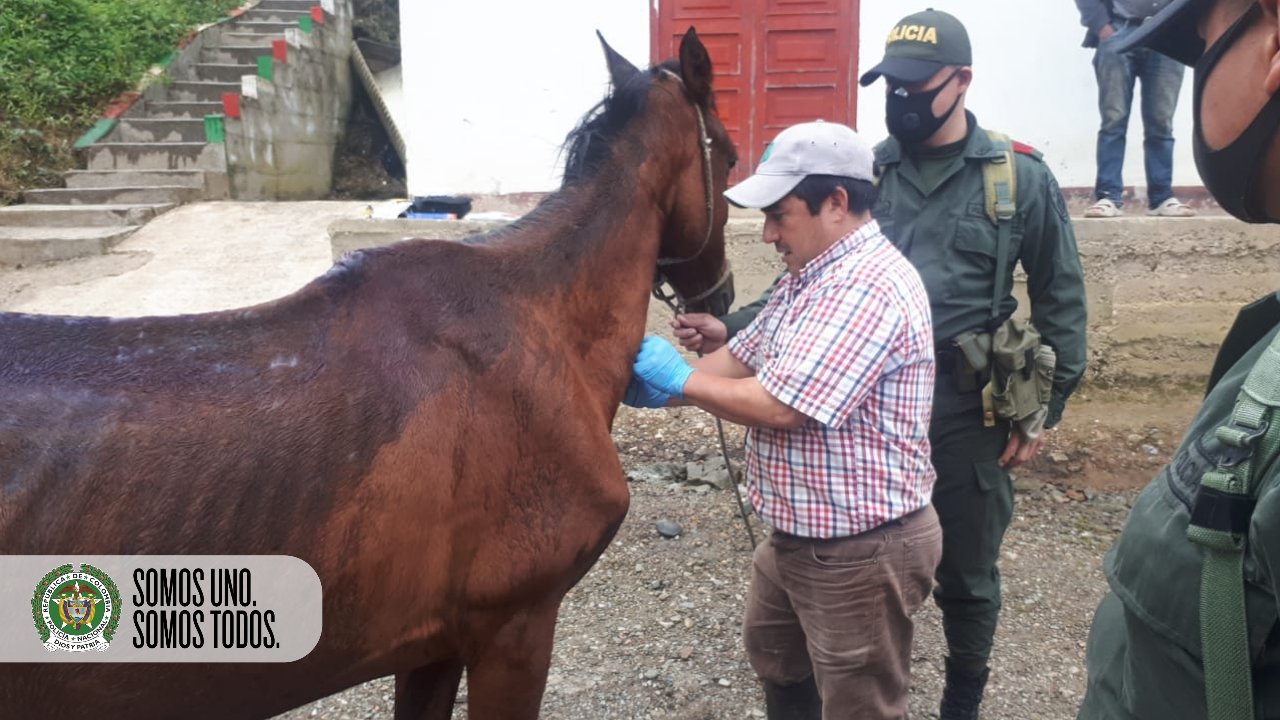 Unidos por la protección animal en el Meta 