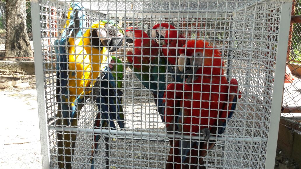 en-el-municipio-de-el-zulia-21-especies-silvestres-fueron-salvaguardados