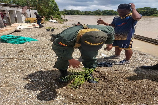 En articulación con la comunidad sembramos 170 arboles en Paimadó. En-articulación-con-la-comunidad-sembramos-170-arboles-en-Paimadó.