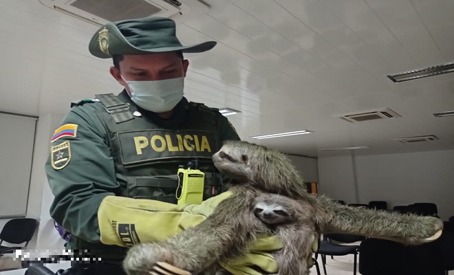 En el departamento del Chocó protegemos los animales En el departamento del Chocó protegemos los animales