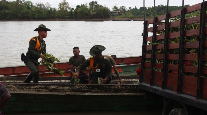 Nuestros Carabineros y Guías entregan semilla de piña para proyecto productivo entrega-de-semilla-para-proyectos-productivos