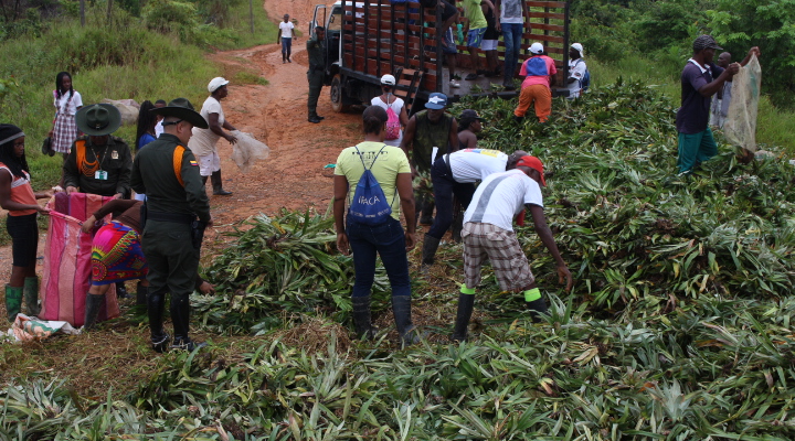 Nuestros Carabineros y Guías entregan semilla de piña para proyecto productivo entrega-de-semilla-para-proyectos-productivos