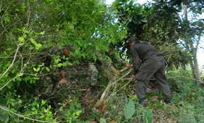 Acción conjunta de policías y soldados permite erradicación de cultivos de coca 