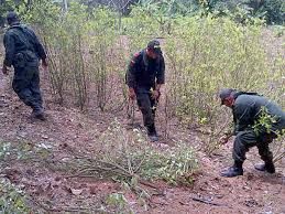Acción conjunta de policías y soldados permite erradicación de cultivos de coca 
