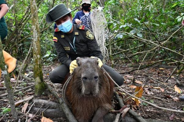 Estrategia de protección a la flora y fauna