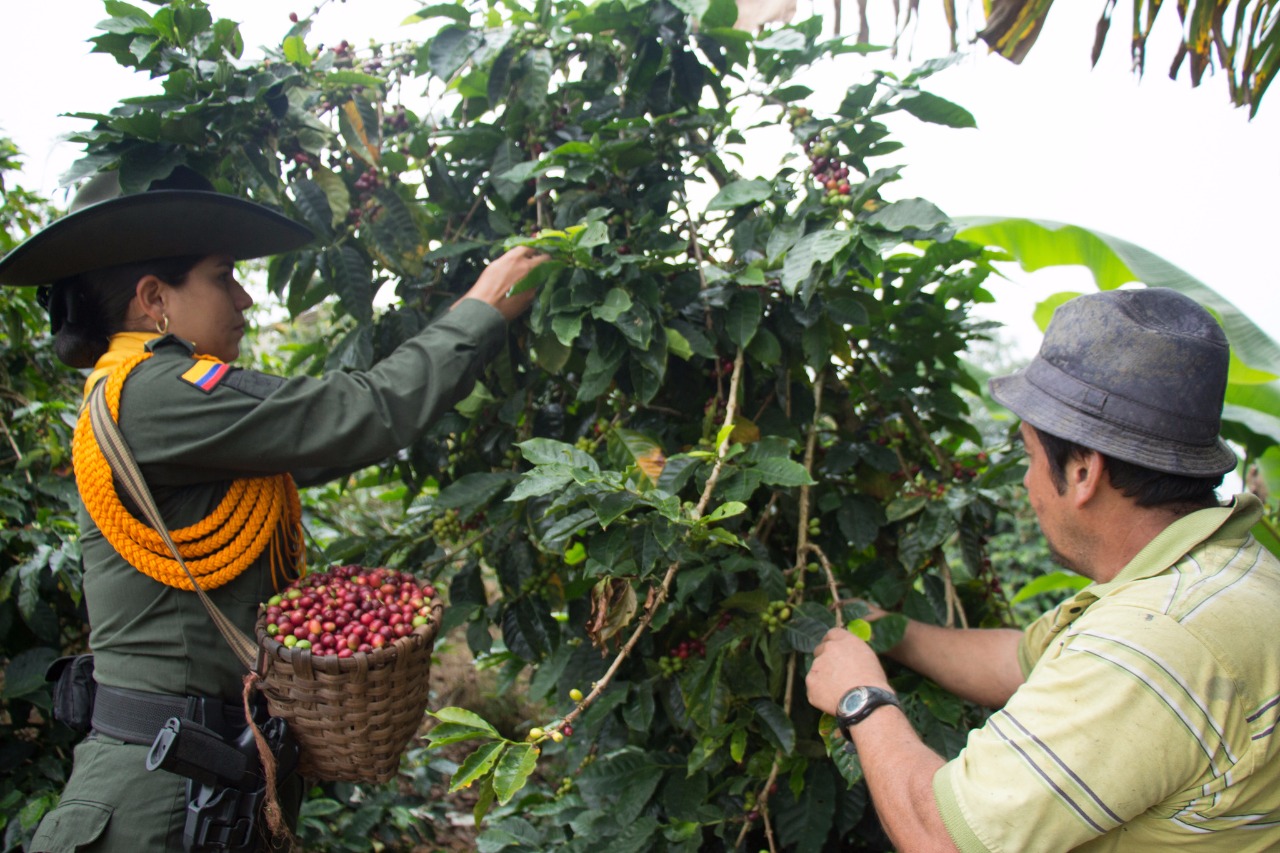 Listo dispositivo policial para garantizar la seguridad en el plan cosecha Listo dispositivo policial para garantizar la seguridad en el plan cosecha