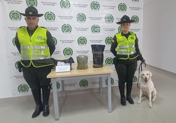 El canino Axel experto en narcóticos hallo marihuana en una caja El olfato del canino Axel permitió la incautación de marihuana en Manizales
