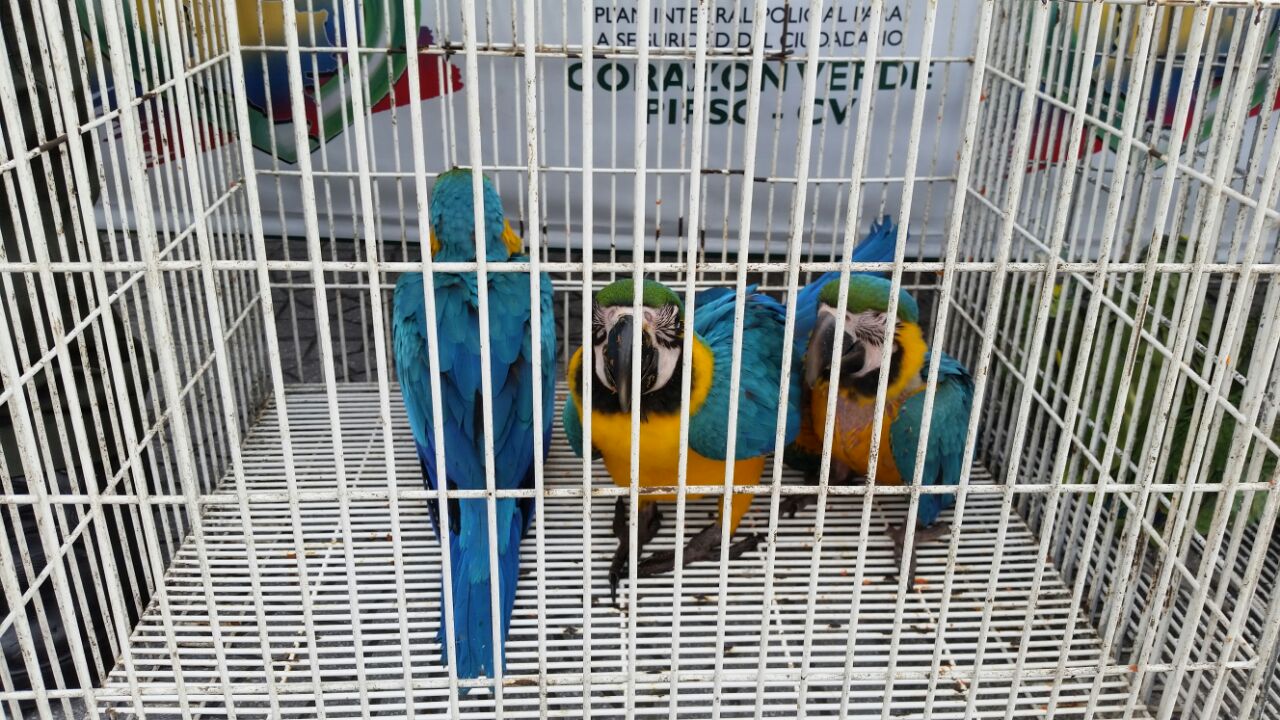 tres_guacamayas_recuperadas guacamayas_recuperadas