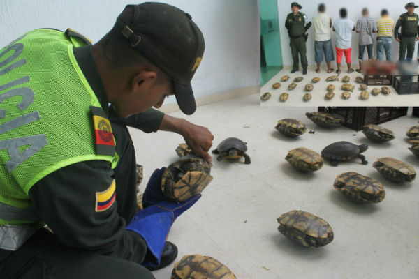 Rescatamos 30 hicoteas que serían comercializadas Hicoteas-incautadas