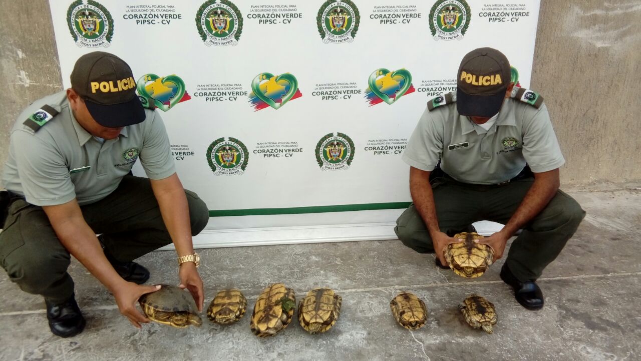 hicoteas-incautadas hicoteas-incautadas