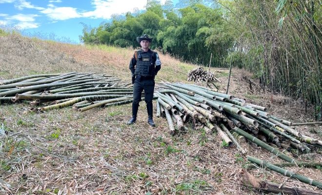 actividades-de-proteccion-ambiental-en-toda-el-area-metropolitana-de-Pereira incautacion-de-guadua-en-zona-rural-de-la-ciudad-de-pereira