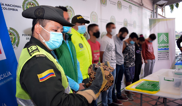 Trabajamos por los recursos naturales, el medio ambiente y en contra del manejo ilícito de especies exóticas-dos Policía-Metropolitana-de-Pereira-desarrolló-la-operación-Camaleón-en-pro-del-medio-ambiente-dos