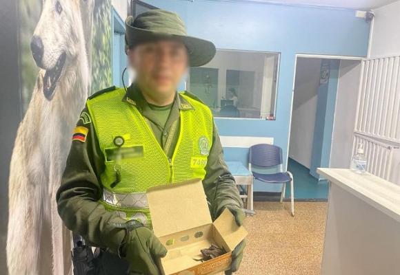 Preservación de flora y fauna silvestre  Preservación de flora y fauna silvestre