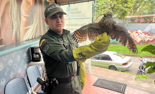 Las diferentes especies son protegidas por nuestra institución en el área metropolitana de Pereira Una de las prioridades para nuestra institución es la protección de todos los seres vivos