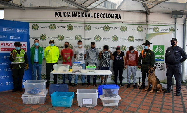 Trabajamos por los recursos naturales, el medio ambiente y en contra del manejo ilícito de especies exóticas Policía-Metropolitana-de-Pereira-desarrolló-la-operación-Camaleón-en-pro-del-medio-ambiente