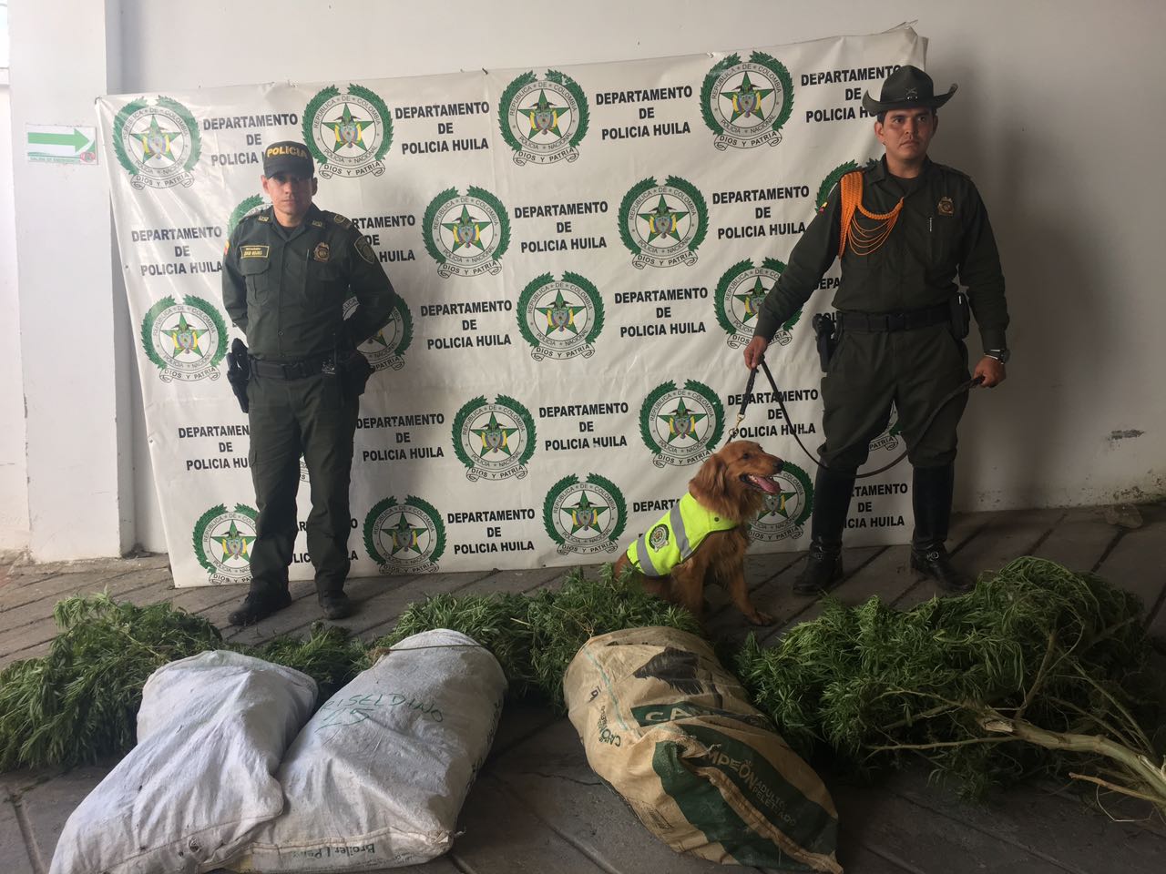 120 matas de 'cannabis' fueron incautadas en el operativo  Matas-incautadas