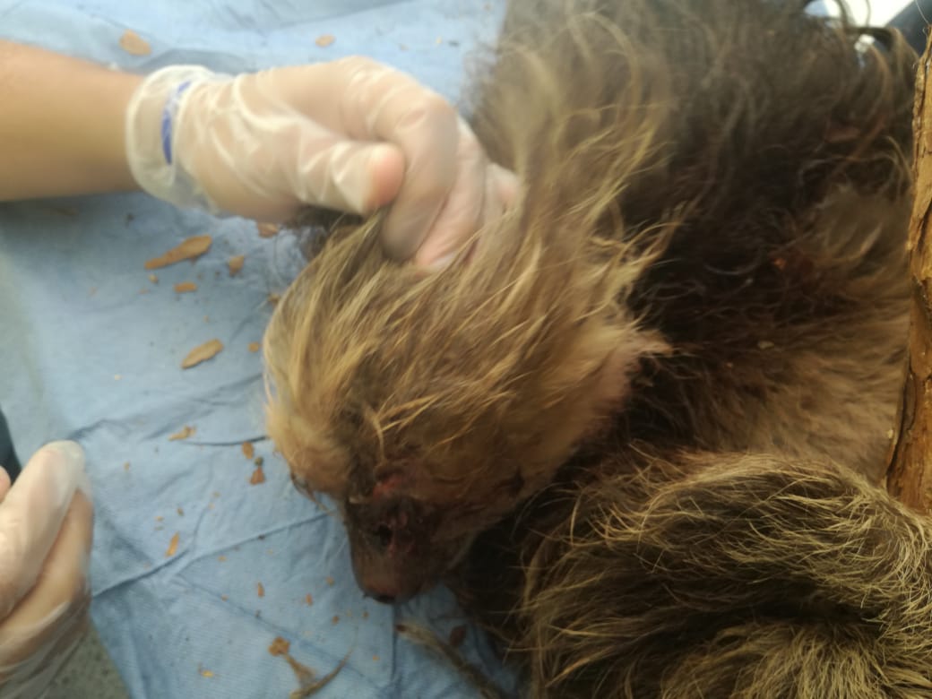 Rescate_de_una_osa_perezosa_2 Rescate_de_una_osa_perezosa_2