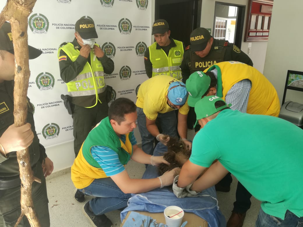 Rescate_de_una_osa_perezosa_3 Rescate_de_una_osa_perezosa_3