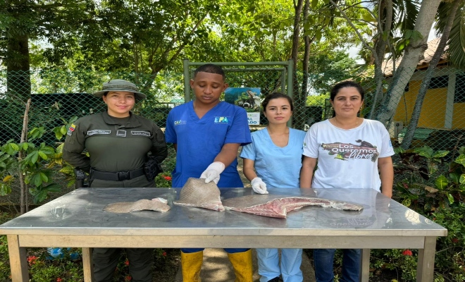Incautación de carne de pez raya Incautación de carne de pez raya