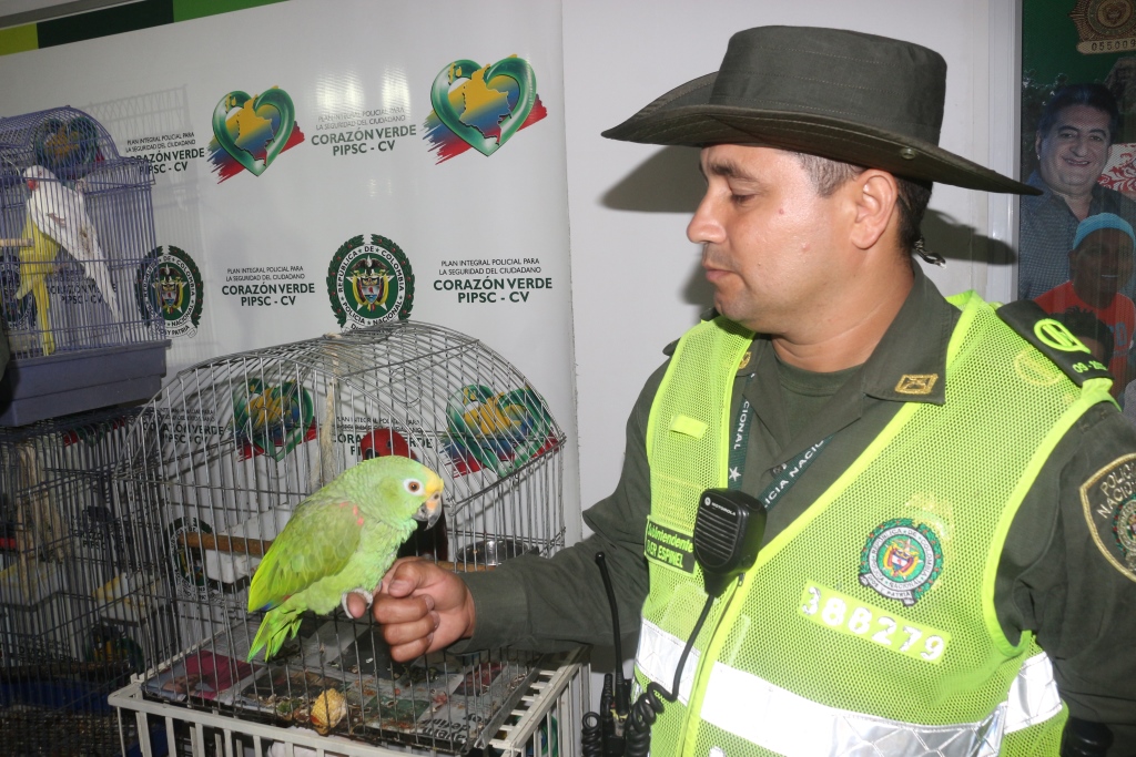 Rescatamos-aves-exóticas-y-migratorias-en-vía-de-extinción Rescatamos-aves-exóticas-y-migratorias-en-vía-de-extinción