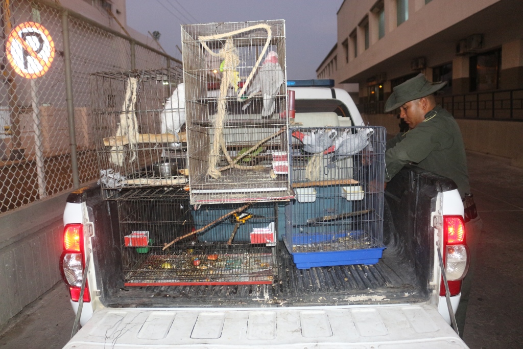 Rescatamos-aves-exóticas-y-migratorias-en-vía-de-extinción Rescatamos-aves-exóticas-y-migratorias-en-vía-de-extinción