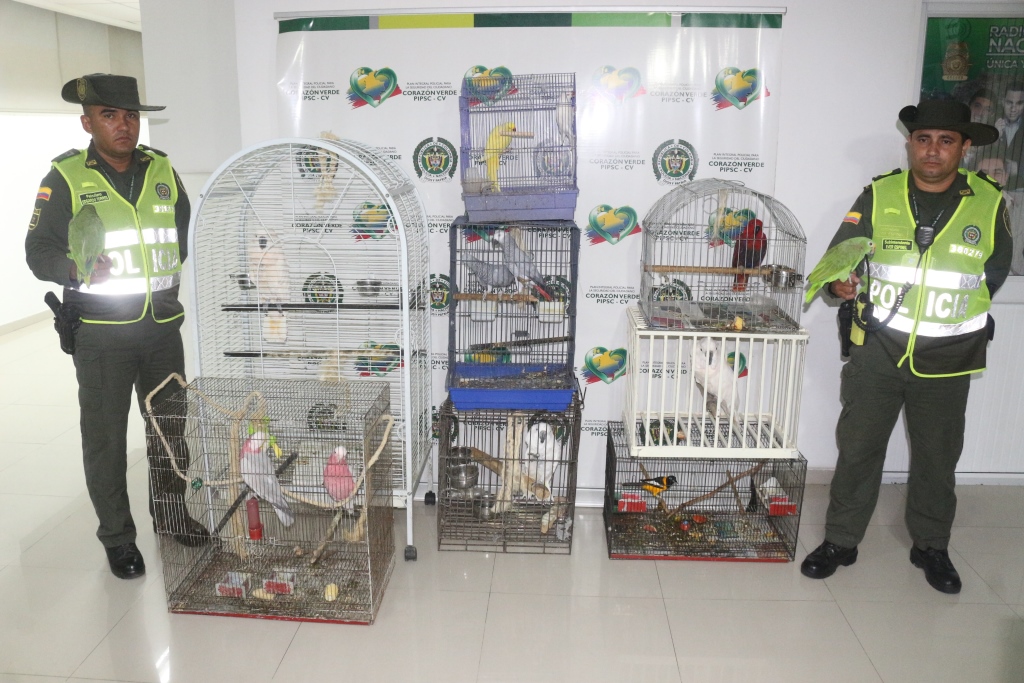 Rescatamos-aves-exóticas-y-migratorias-en-vía-de-extinción Rescatamos-aves-exóticas-y-migratorias-en-vía-de-extinción