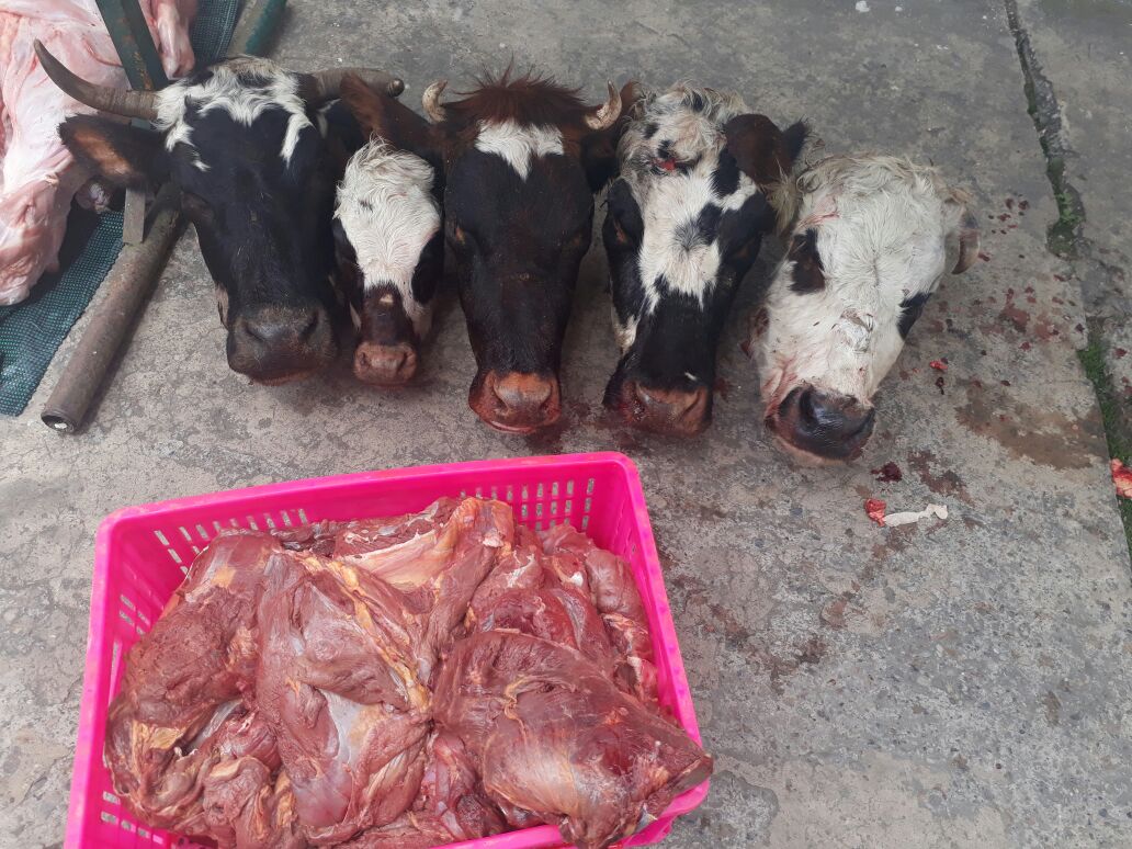 Incautacion de carne en Chiquinquira Incautacion de carne en Chiquinquira