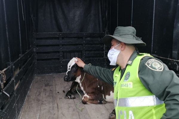 el animal se encuentra en mal estado de salud  Incautado bovino en Santa Rosa de Cabal