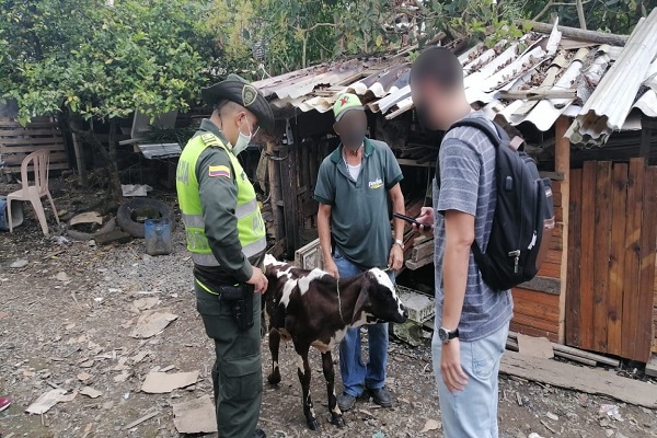 el animal se encuentra en mal estado de salud  Incautado bovino en Santa Rosa de Cabal