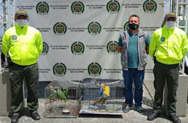 Cinco especies fueron devueltas a su hábitat natural