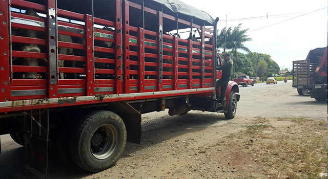 Sin descanso continuamos combatiendo el abigeato-policia-meta