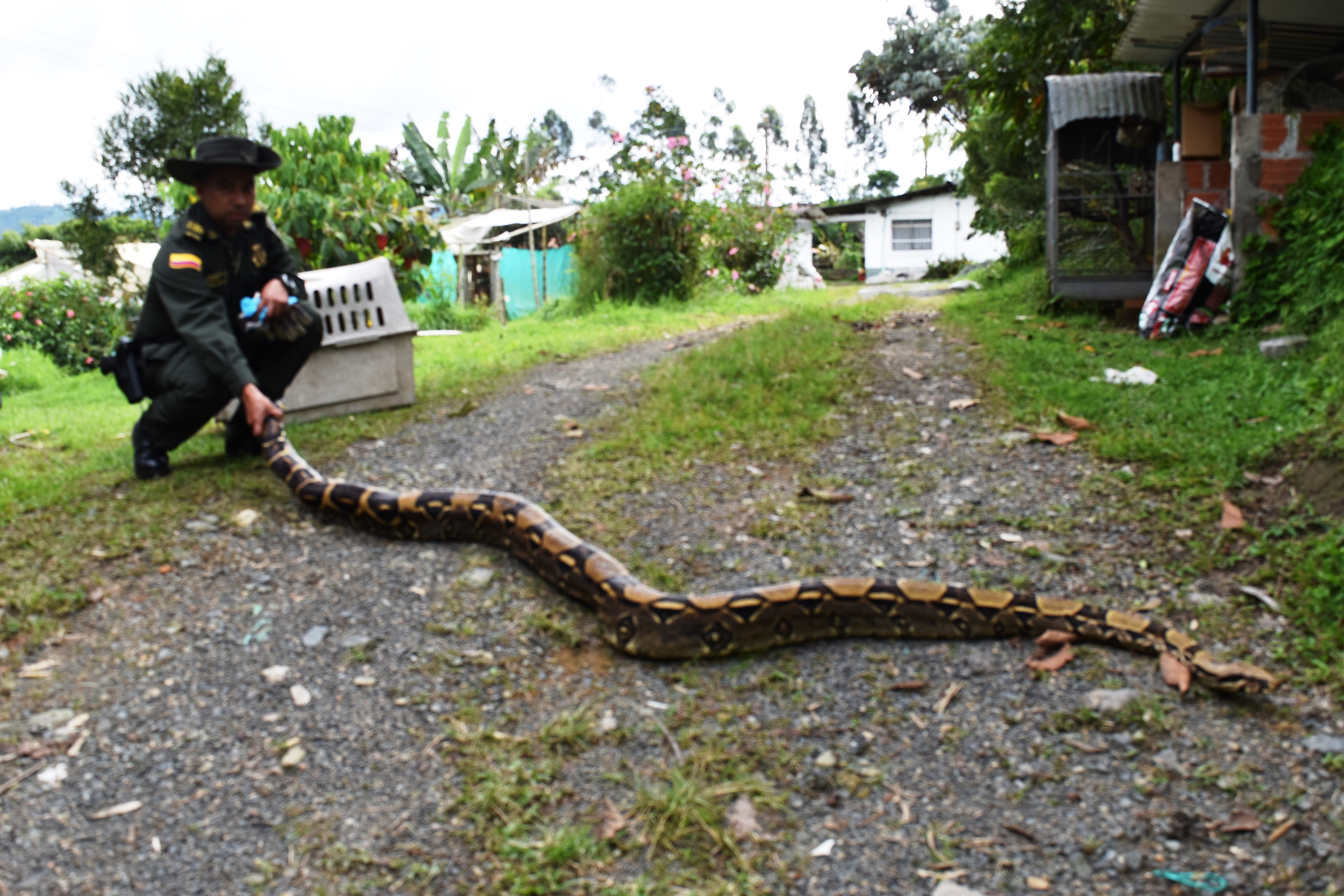 Boa constrictor de aproximadamente 3 metros de largo regresa a su hábitat Boa-constrictor