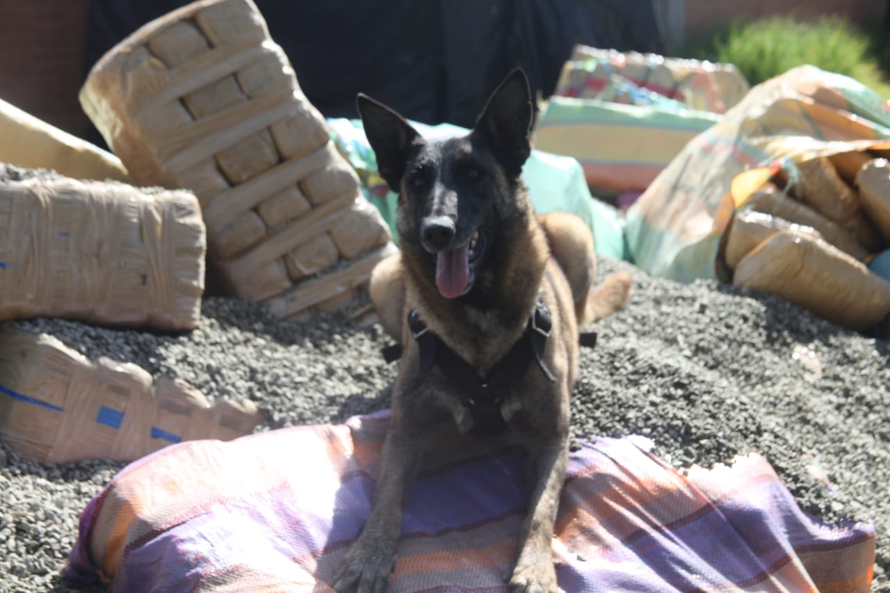 Incautamos-dos-toneladas-de-marihuana-en-la-ciudad-de-Bogotá  Incautamos-dos-toneladas-de-marihuana-en-la-ciudad-de-Bogotá