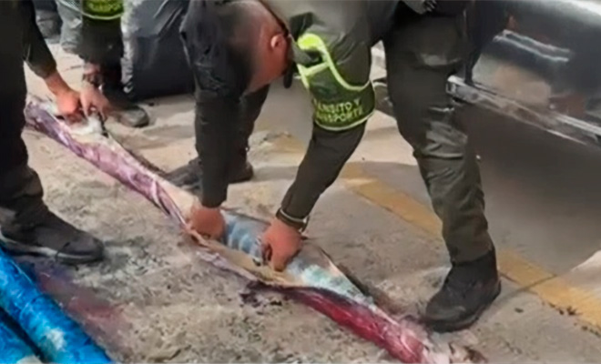 Policía Nacional descubre ingenioso método de ocultamiento del frente Dagoberto Ramos e incauta más de una tonelada de marihuana en Piendamó Un nuevo metodo de los grupos criminales para transportar de manera ilicita por los Grupos Armados Ilegales, fue descubierta por la policía