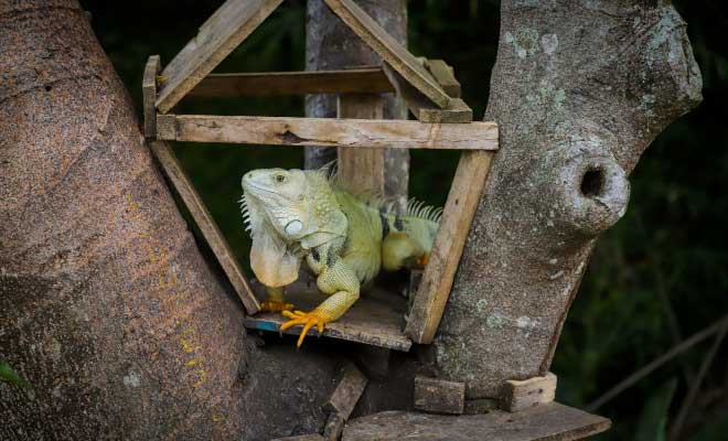 Iguana en arbol