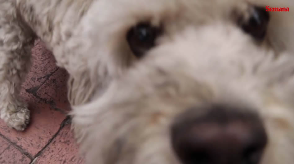 a-perrita-callejera-que-trabaja-en-un-cai-oxxi-de-bogota-colombia