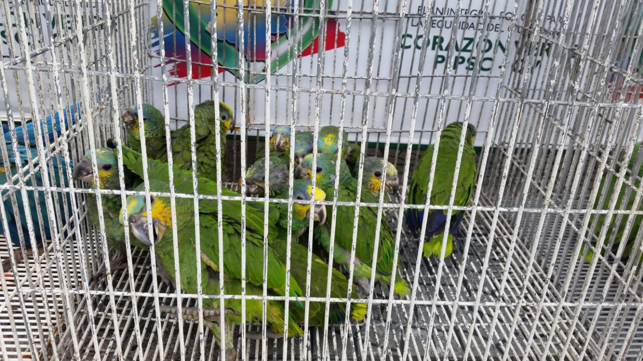 25_loros_recuperados loros_recuperados