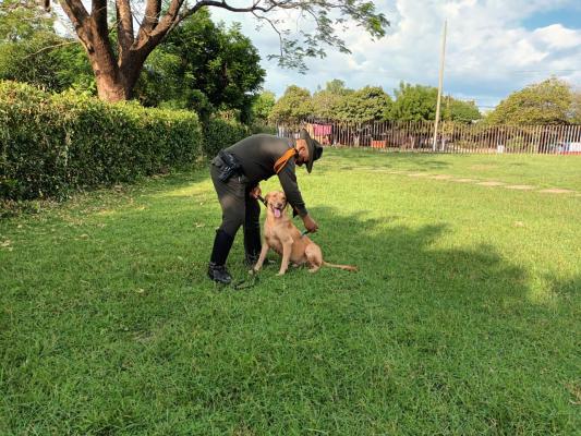 Lukas declarado el perro antipólvora de Magangué