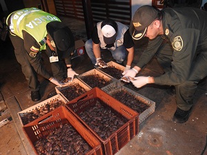 Hallazgo de mas  de 2000 tortugas de especie Mata-mata
