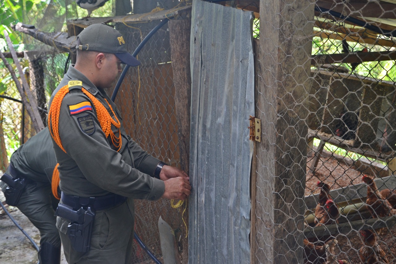Con refugio, alimentación y con medicina son atendidos las diferentes mascotas. Con refugio, alimentación y con medicina son atendidos las diferentes mascotas.