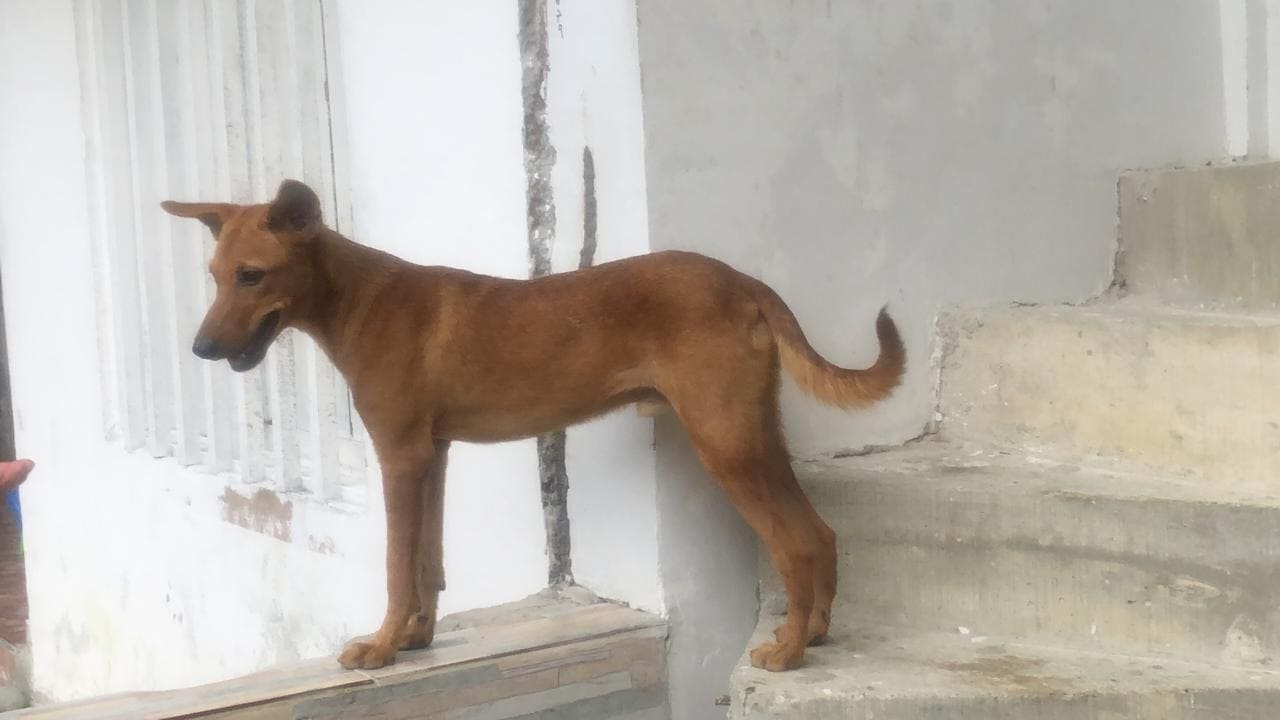 Mateo_Recuperándose  Mateo_Recuperándose