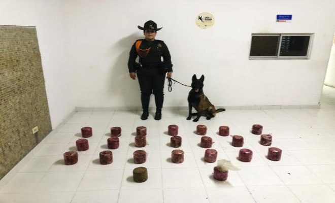 Despliegue operacional de caninos de la Metropolitana Santiago de Cali Despliegue operacional de caninos de la Metropolitana Santiago de Cali