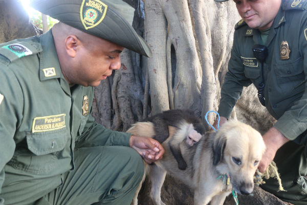 El amor de la naturaleza no tiene límites  Mico rescatado que fue criado por una canina