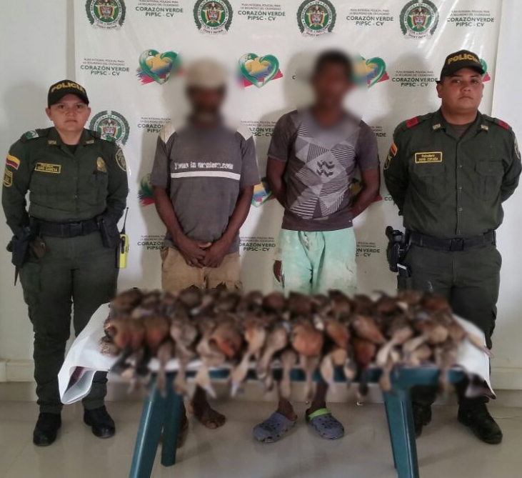 Capturados por envenenar 60 patos silvestres Capturados dos presuntos responsables de envenenar 60 patos silvestres