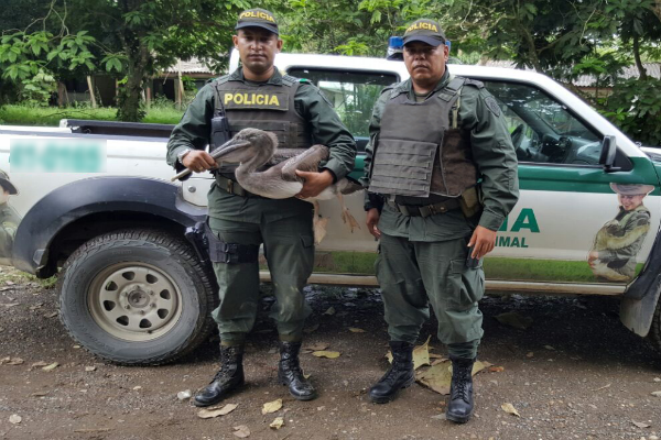 rescate-pelicano rescate-pelicano